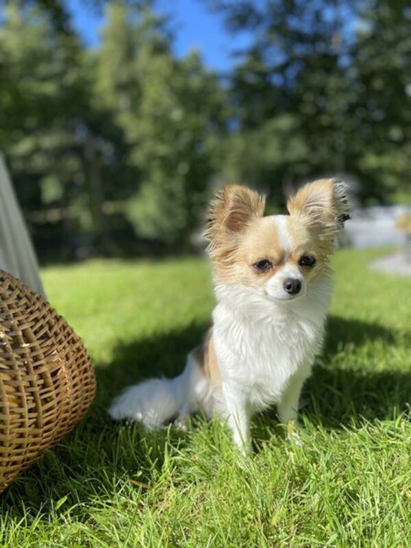 Hund - chihuahua Smilla