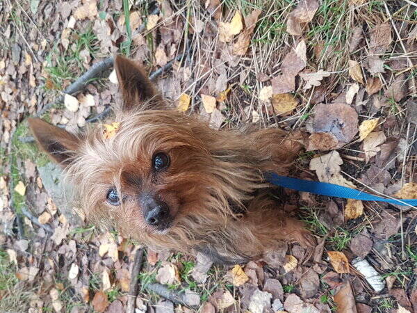 Hund - Adidas , Yorkshireterrier