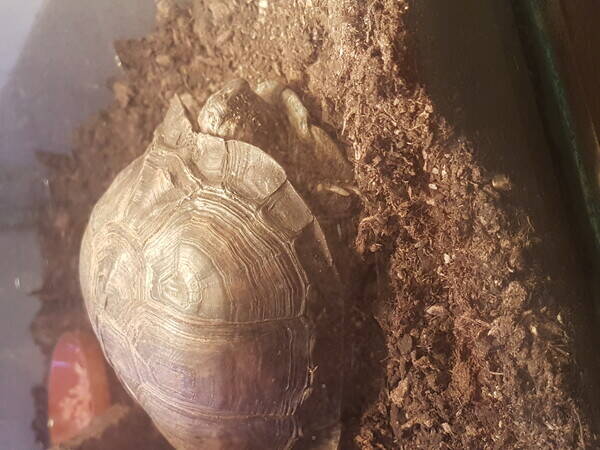 vrigt - Lisa The Tortoise