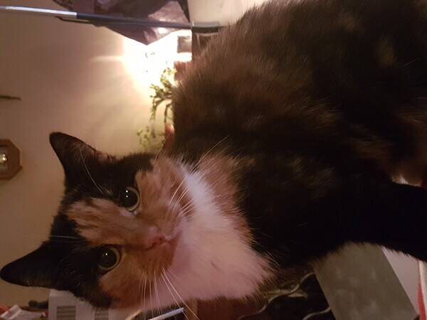 Katt - PussPuss 13 r