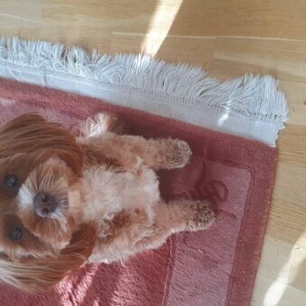 Hund - Cavapoo Smillan