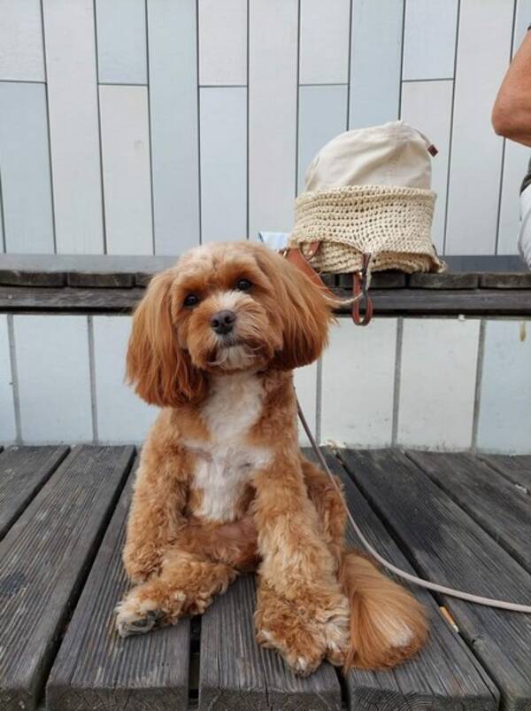 Hund - Cavapoo Smillan