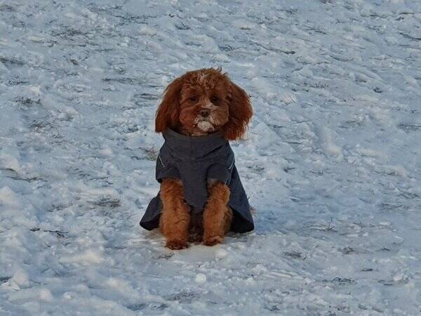Hund - Cavapoo Smillan