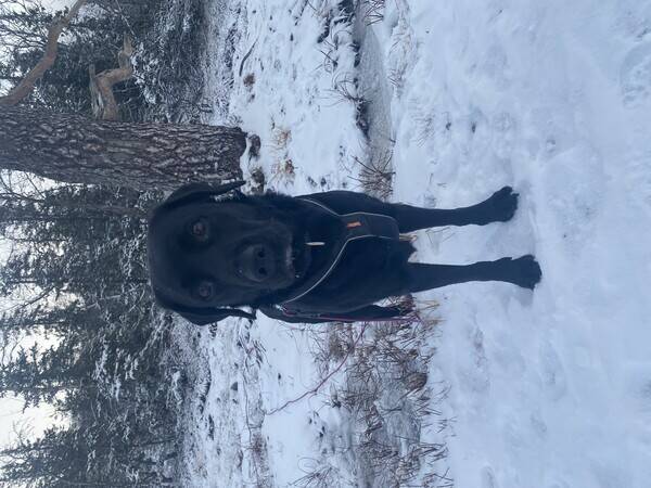 Hund - Labrador Molly