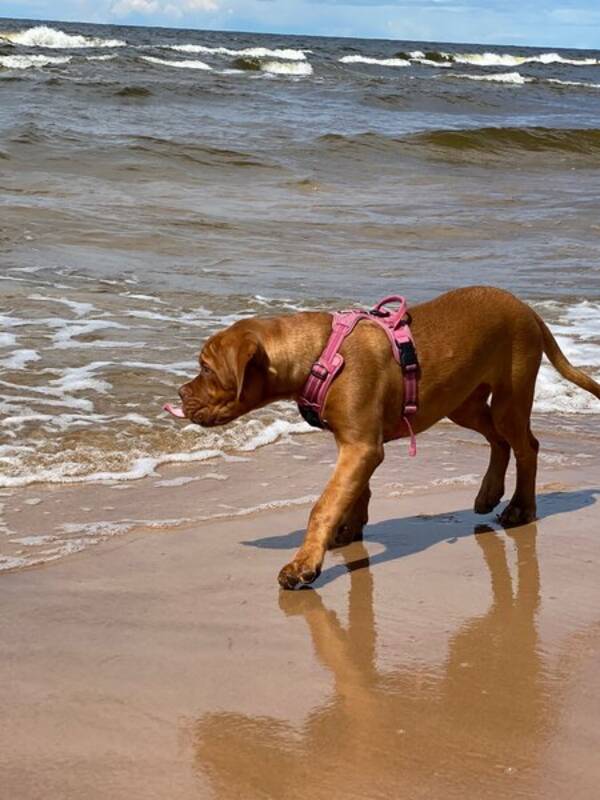 Hund - Dougue de Bordeaux Louise