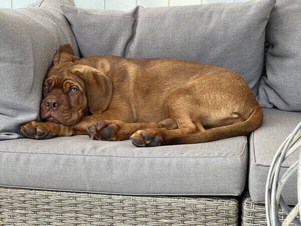 Hund - Dougue de Bordeaux Louise