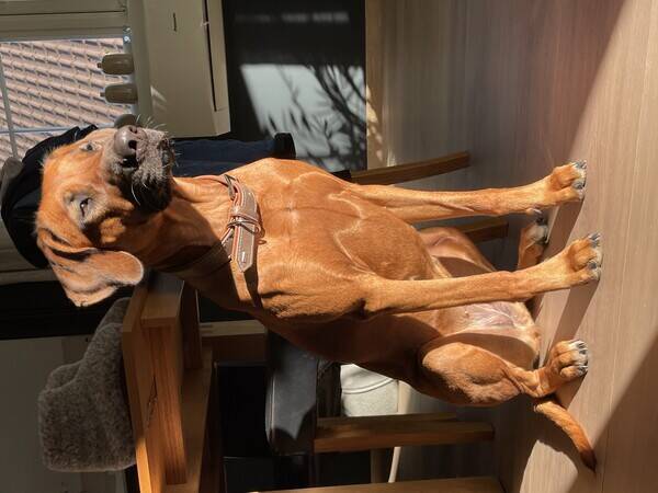 Hund - Ridgeback Mila