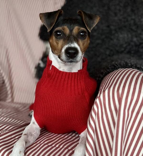 Hund - Terrier Brasiliero Kassie