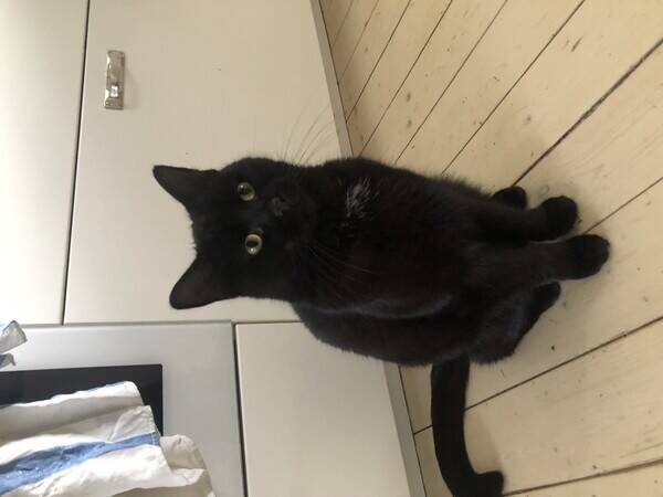 Katt - Katten Sixten
