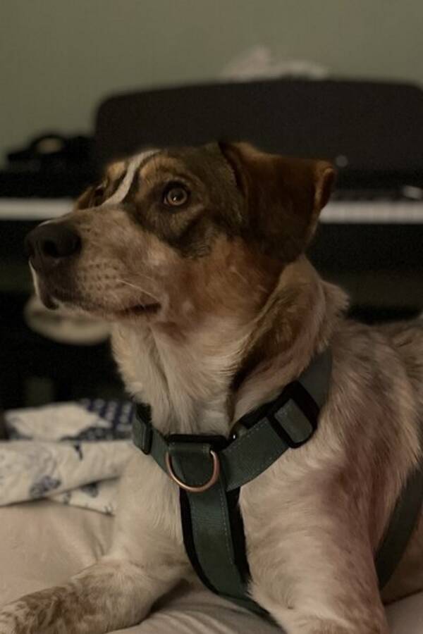 Hund - Olivia Newton-John Hund - Olivia Newton-John