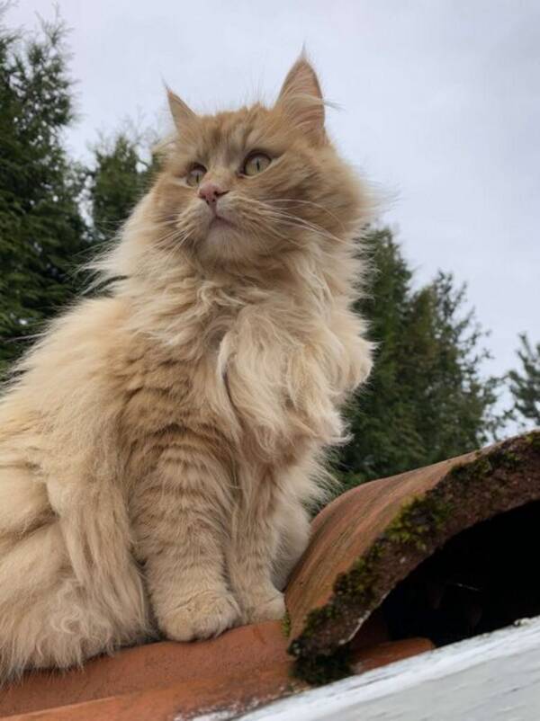 Katt - Sølve- huskatt Katt - Sølve- huskatt