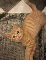 Scottish straight/huskatt Miip