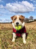 Jack russell terrier Turte