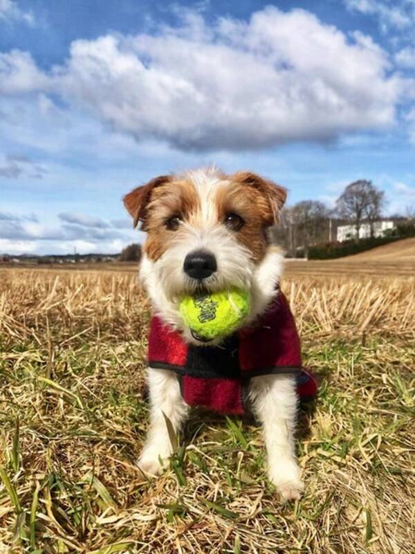 Hund - Jack russell terrier Turte