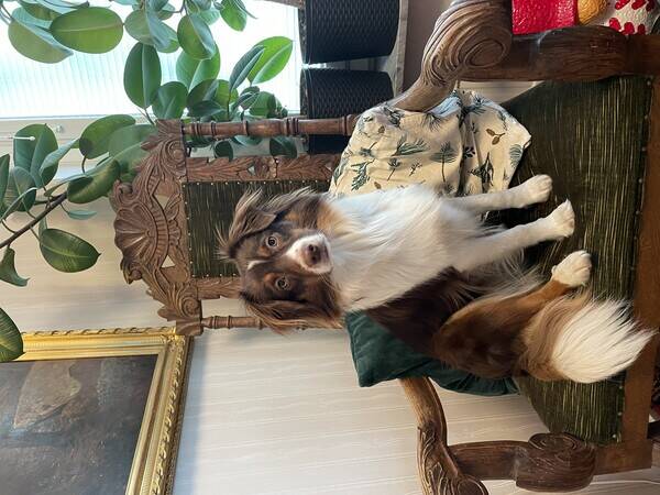 Hund - Mini Aussie