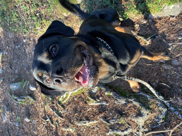 Hund - Rottweiler, svart/brun