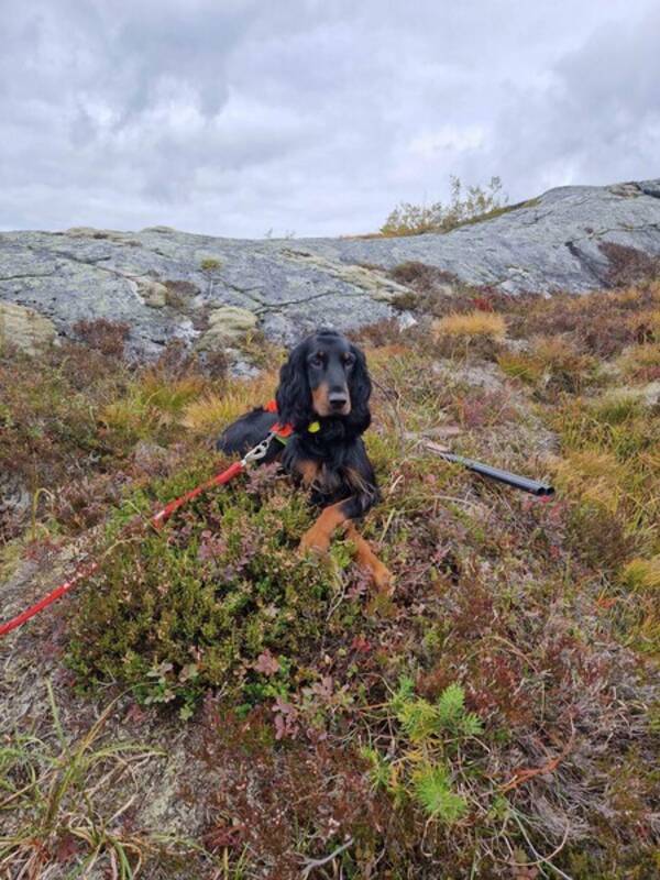 Hund - Gordon Setter