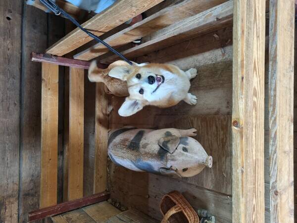 Hund - Corgi pembroke