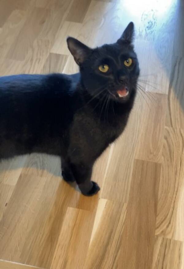 Katt
