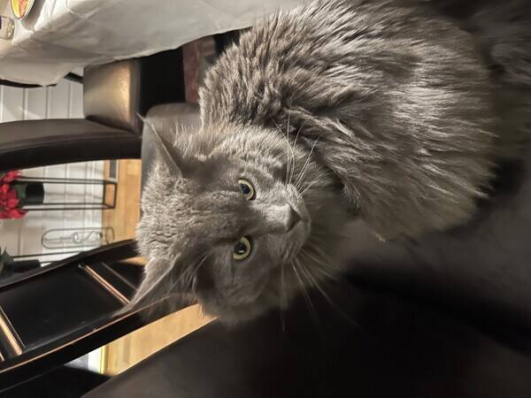 Katt - Miko,Maine  Coon