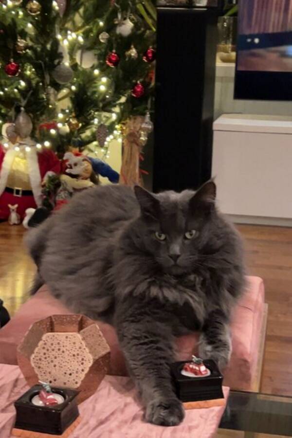 Katt - Miko,Maine  Coon