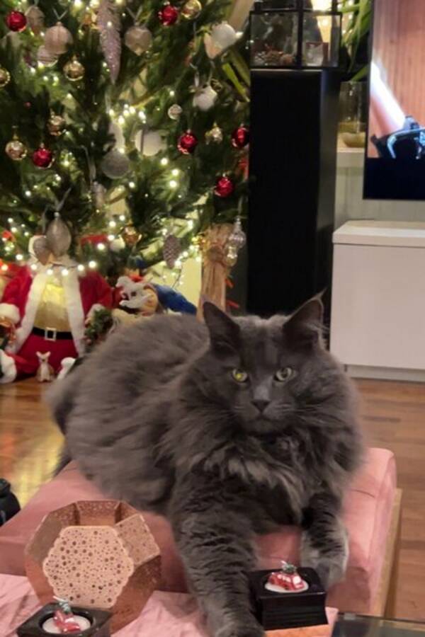 Katt - Miko,Maine  Coon