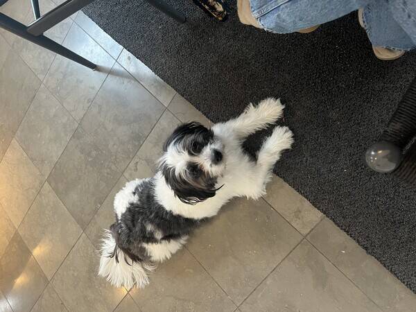 Hund - Luca