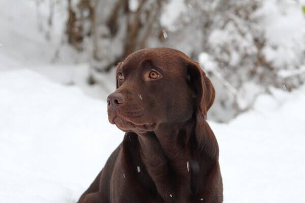 Hund - Hunden Smilla Hund - Hunden Smilla