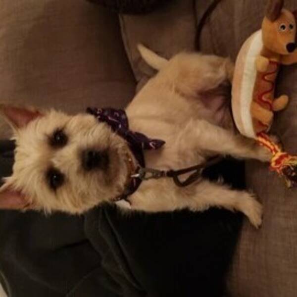 Hund - Cairn Frallan