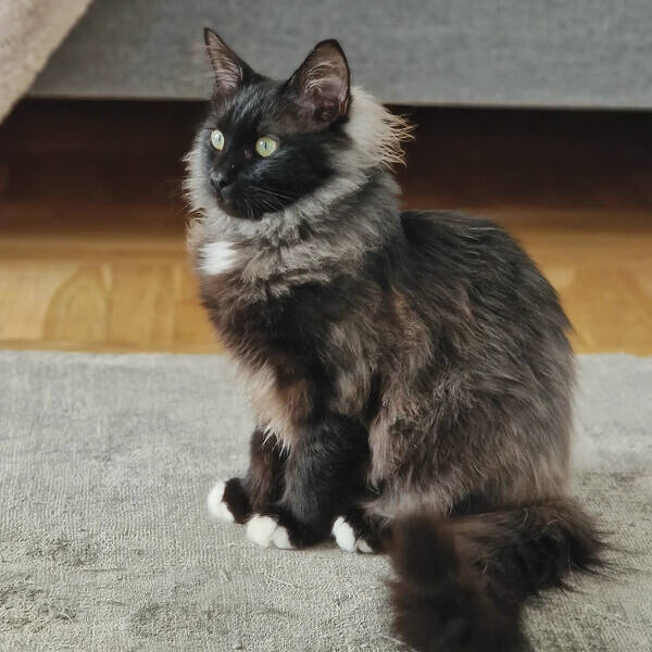Katt