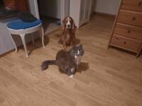 Echo - 6 årig Maine Coon