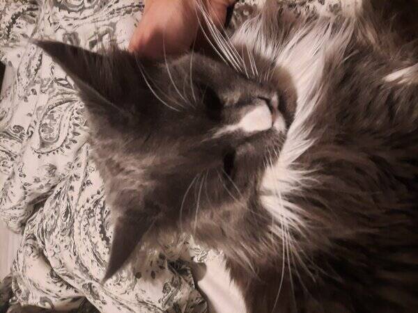 Katt - Echo - 6 årig Maine Coon