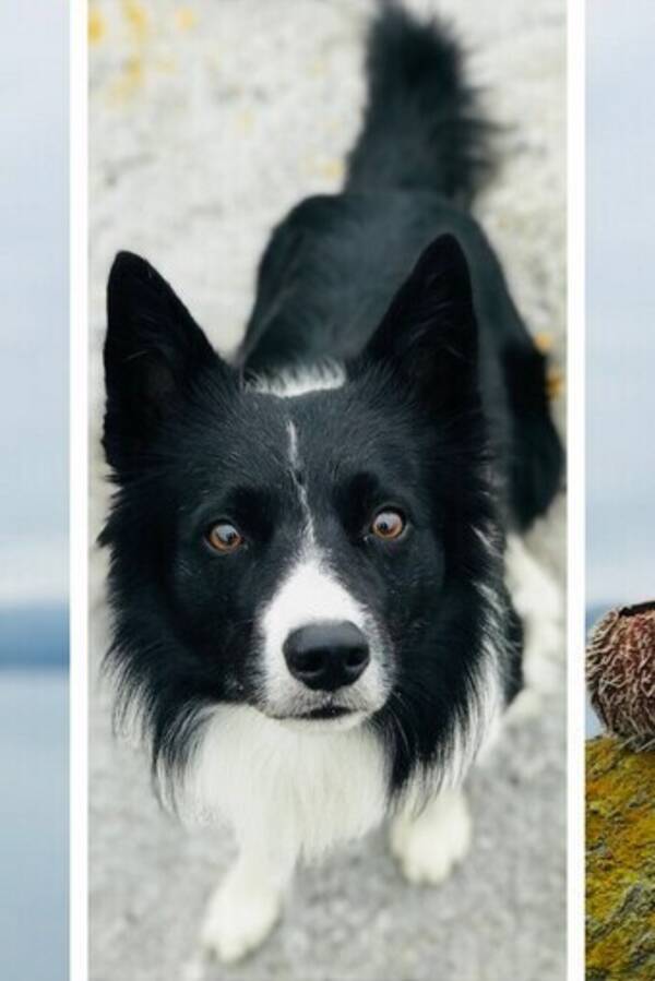 Hund - Border collie