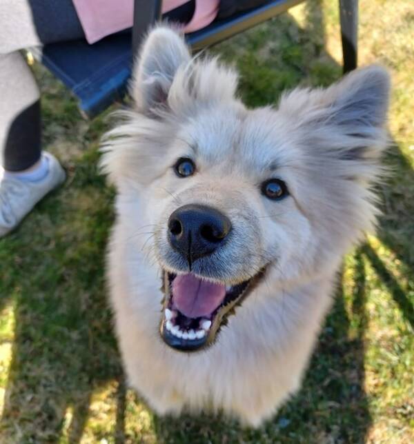 Hund - Lapphunden Panchi