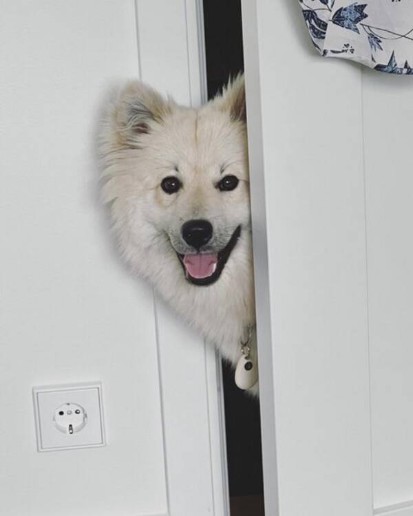 Hund - Lapphunden Panchi