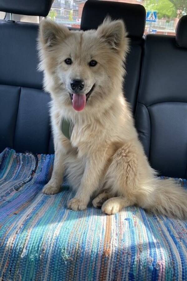 Hund - Lapphunden Panchi