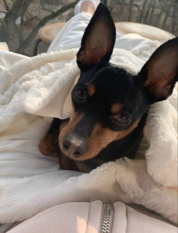 Hund - Mini