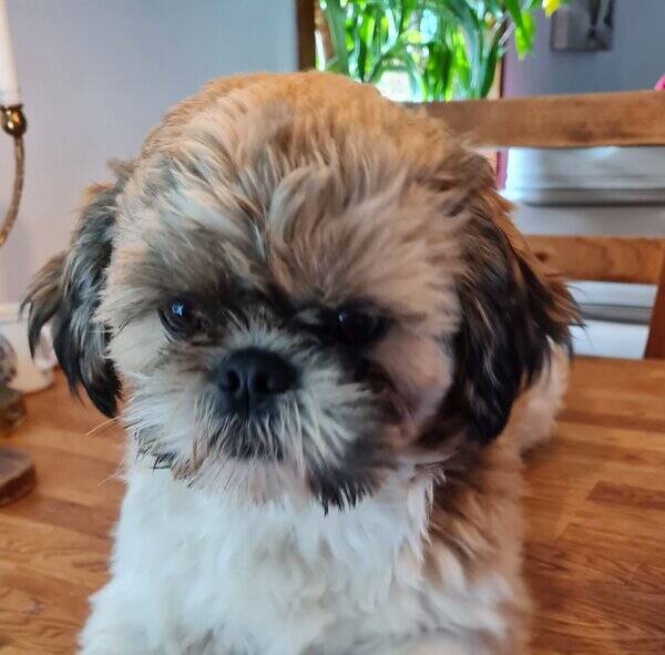 Hund - Shih tzu