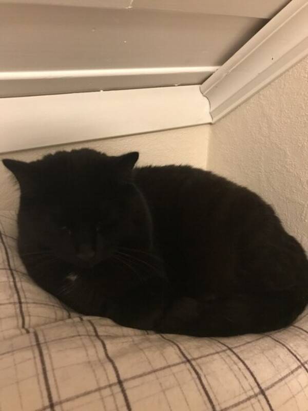 Katt -  Arlina Katt -  Arlina