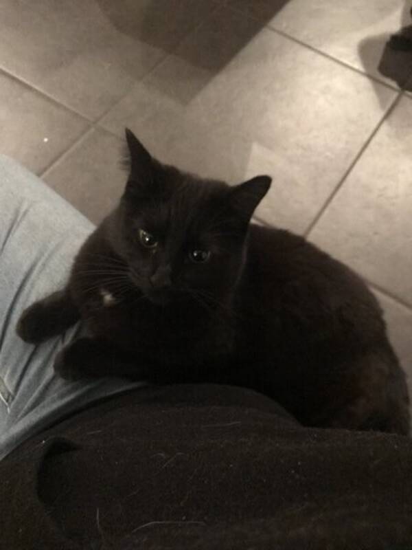 Katt -  Arlina Katt -  Arlina