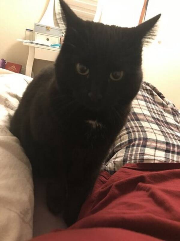 Katt -  Arlina Katt -  Arlina