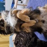 Chihuahua/Tibetansk Spaniel Cola