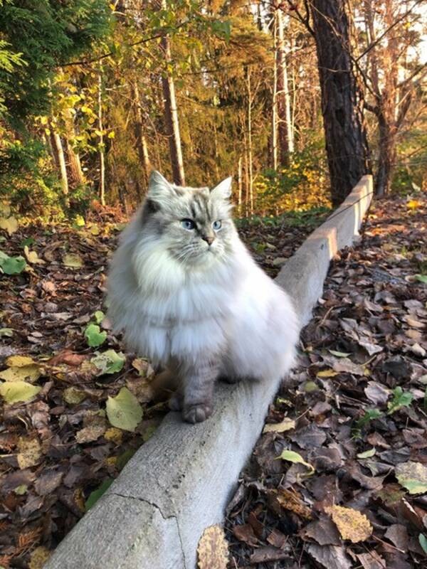 Katt - Louva