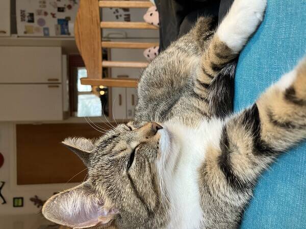 Katt - Katten Mimmi Katt - Katten Mimmi