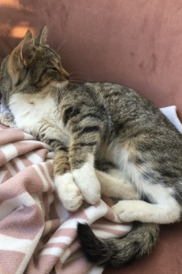 Katt - Katten Mimmi Katt - Katten Mimmi