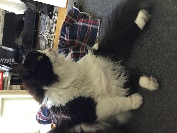 Katt