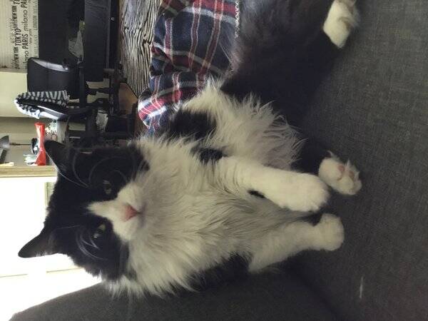 Katt