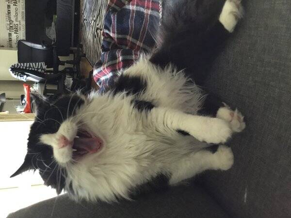 Katt