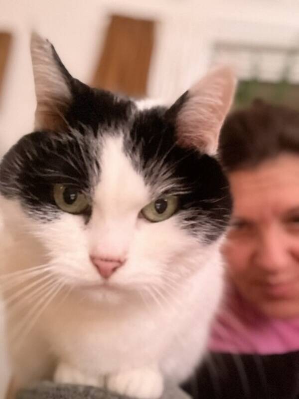 Katt