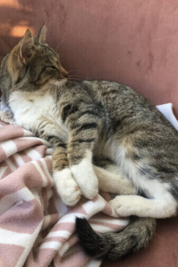 Katt - Bondkatten Mimmi